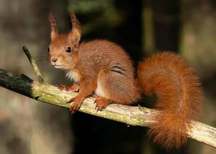 Naturnaer Leilighet Med 1 Soverom
